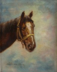 Portrét koňa